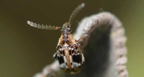 Bruchidius bimaculatus